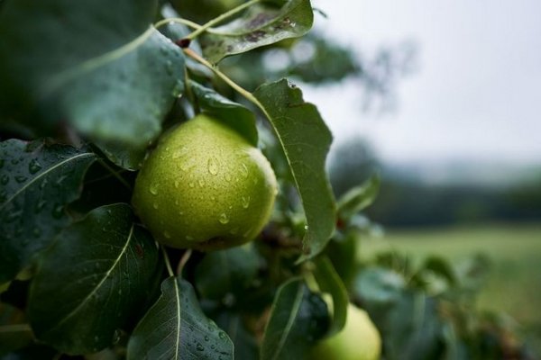 Где сажать грушу: лучшее место и хорошие соседи для богатого урожая