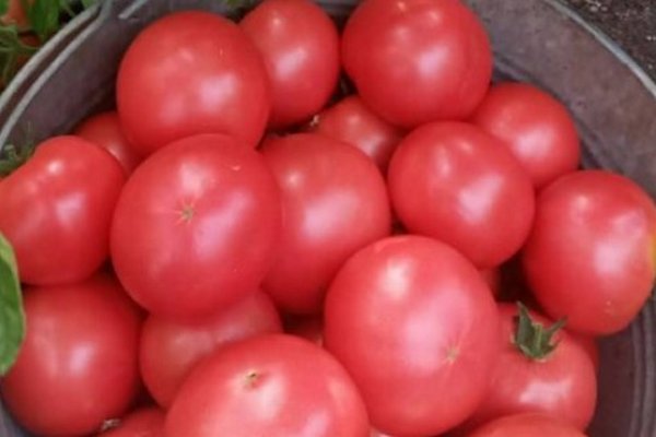 Как вырастить максимальный урожай помидоров: фермер раскрыла секрет