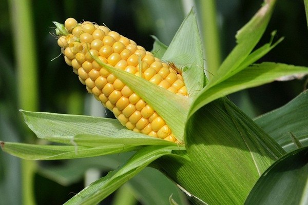 Секрет кукурузы
