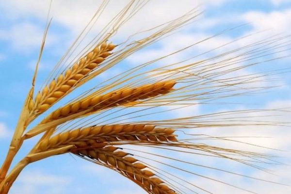 Притча о пшенице