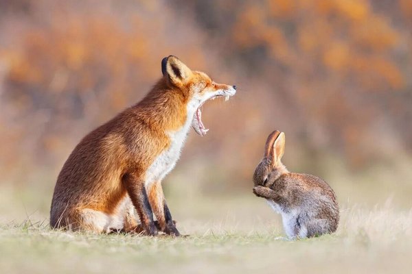 Заяц и лиса