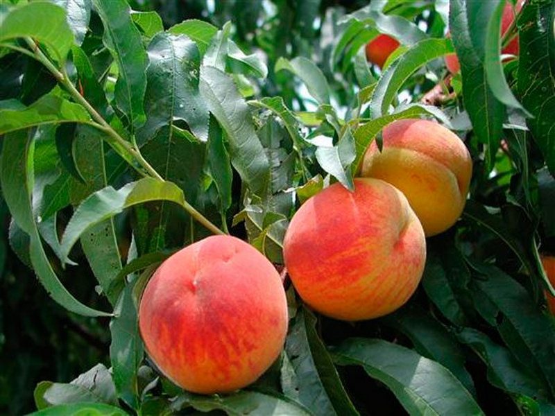 Как правильно поливать и подкармливать персик