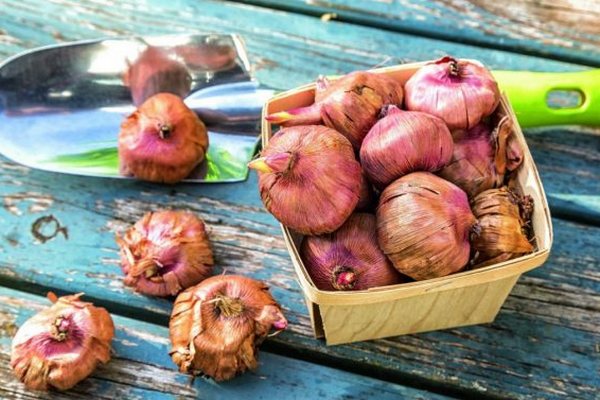 Как защитить луковицы от вредителей?