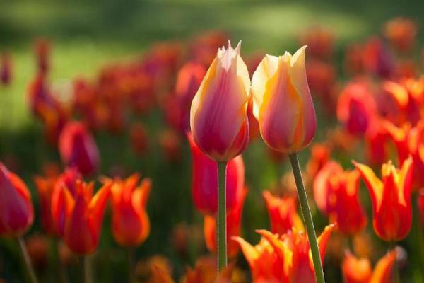 Цветок гаремов, цветок биржевых игр — тюльпан