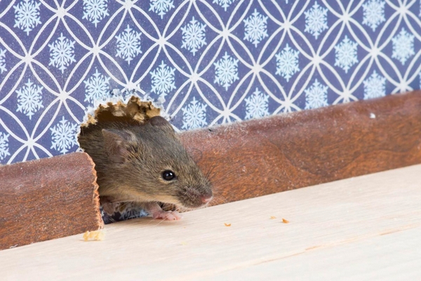 Как избавиться от мышей и крыс?