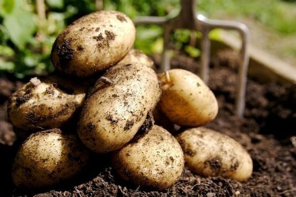 Как быстро размножить новый сорта картофеля