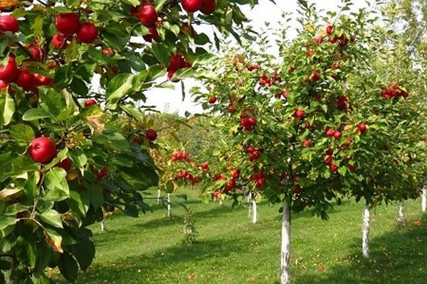 Подкормка саженцев и плодовых деревьев