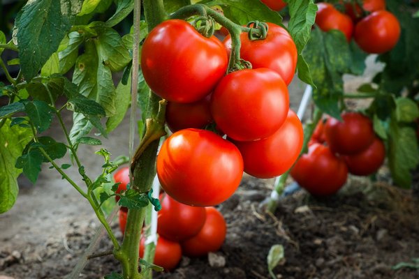 Можно ли выращивать томаты без рассады?