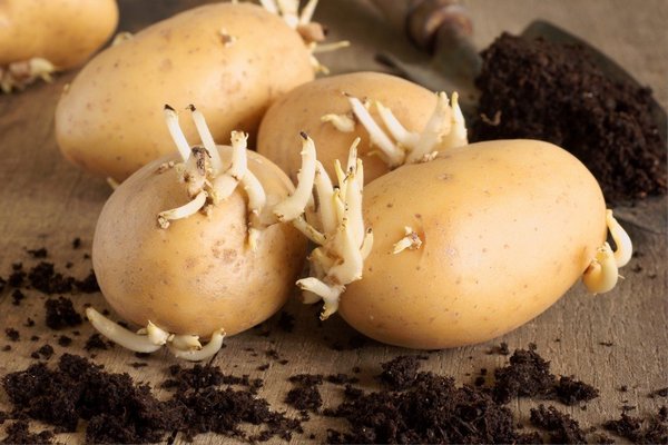 Как разводят картофель из нескольких клубней и семенами
