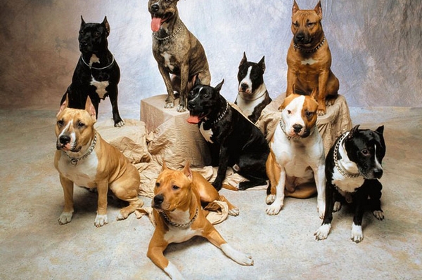 Бойцовские собаки: наиболее популярные породы