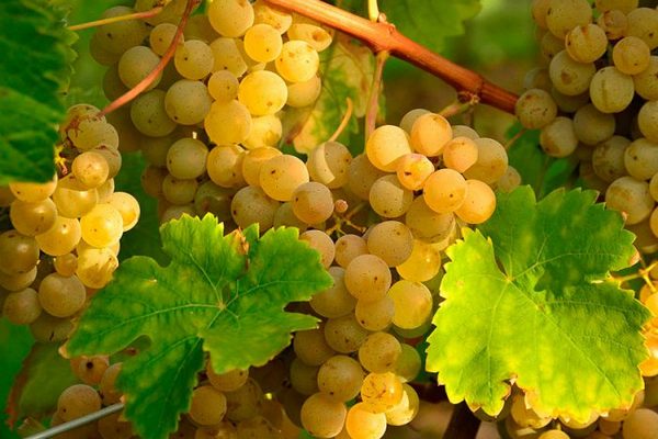 Виноград. Особенности выращивания