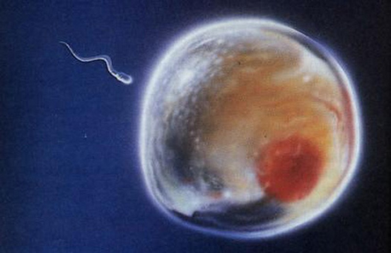 Ученые впервые вырастили сперматозоид из стволовых клеток