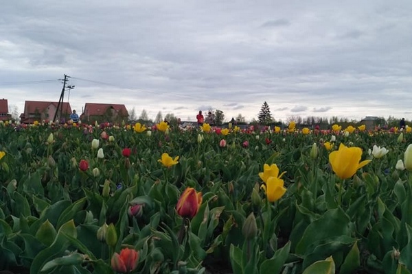 На Буковине расцвели тюльпановые поля