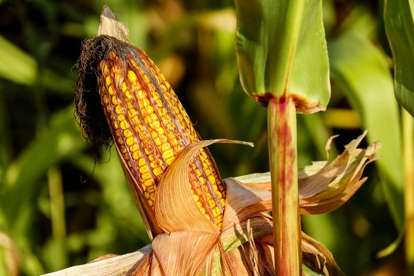 Як збільшити врожай кукурудзи. Поради агрономома