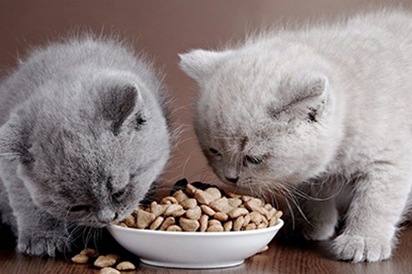 Как выбрать корм для кошек среди ассортимента магазина «Продукто»