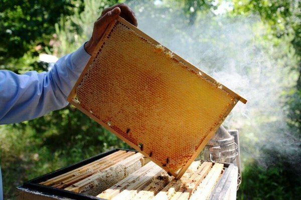 Сотохранилища - «золотой» фонд пчеловода