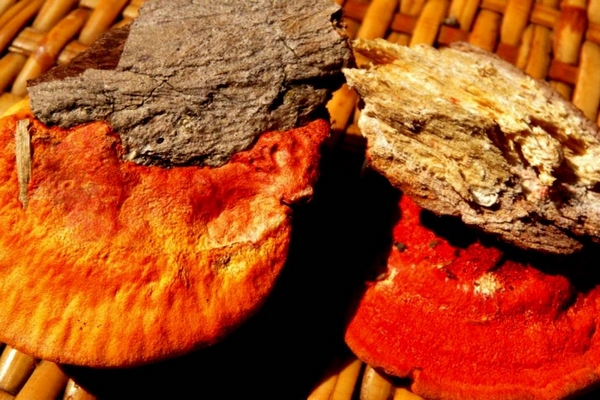 Какие свойства имеет красный камфорный гриб