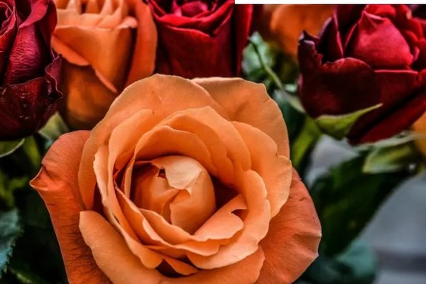 Окуните цветы в кипяток: как спасти увядающий букет роз