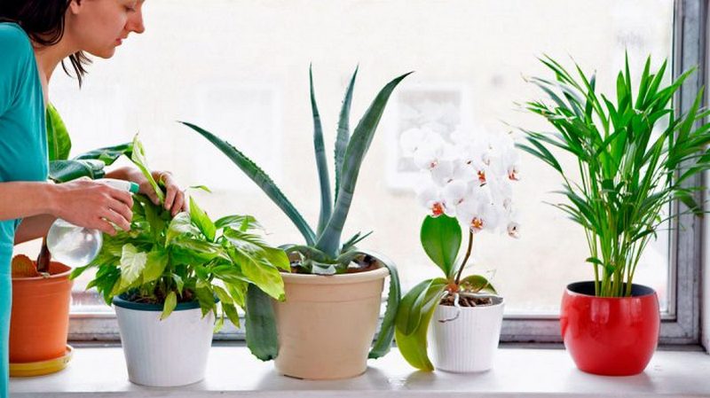 Лекарственные свойства комнатных растений