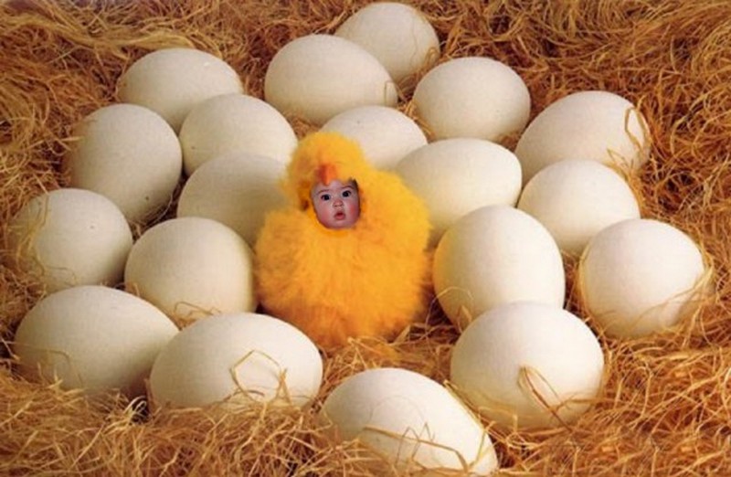 Яйцо курицу учит