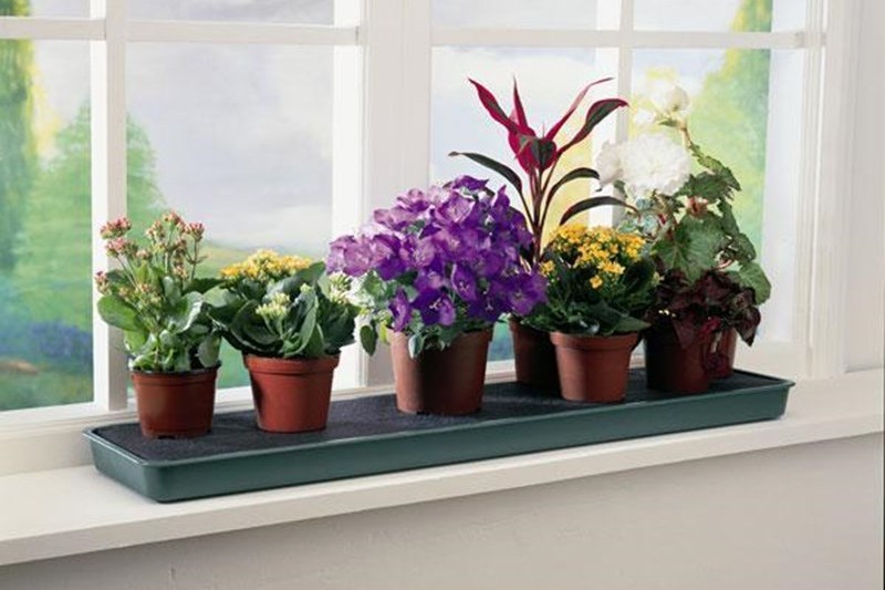 5 красивых комнатных растений для вашего дома