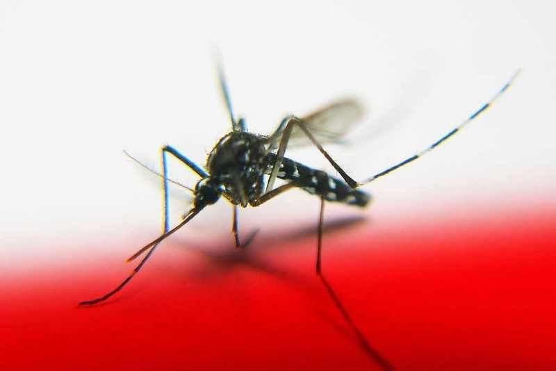 Ученые определили гены, которые создают «вкус» человека для комаров