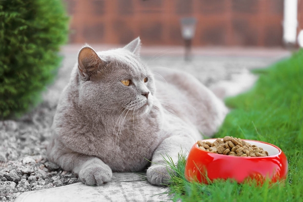Сухой корм для котов Acana: что необходимо знать?