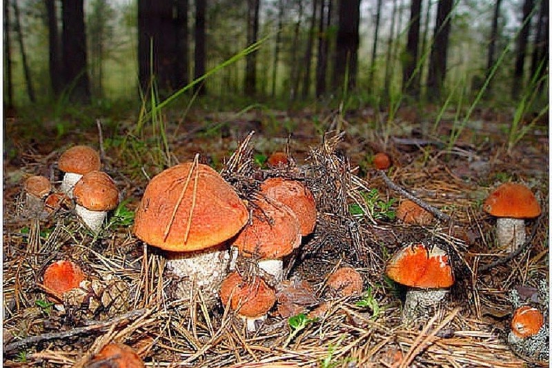 Можно ли вырастить грибы на грядке?