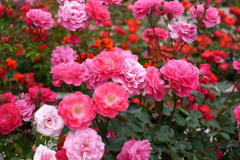 Полиантовые розы – цветущее чудо вашей клумбы