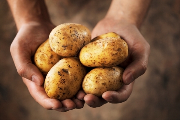 Как возделывают картофель в Голландии