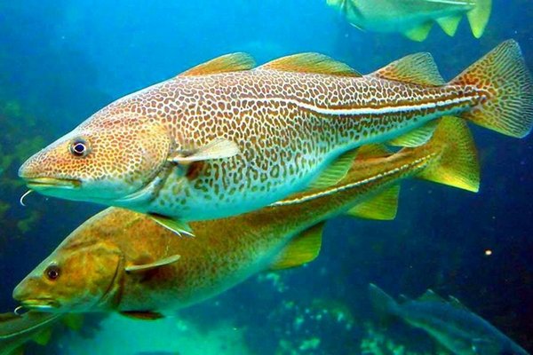Ученые назвали пять общих признаков между рыбами и людьми