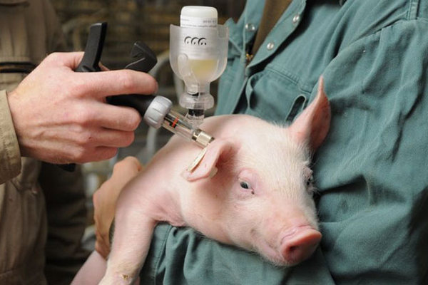 Общее понятие о болезнях свиней