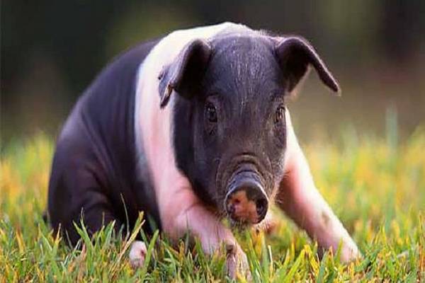 Травы в лечении больных свиней