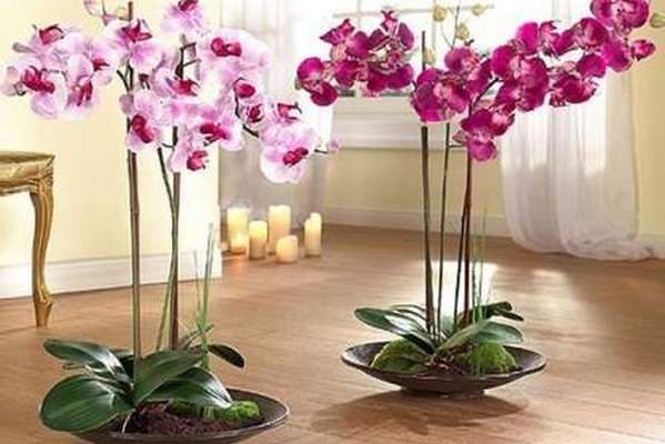 Особенности ухода за орхидеями