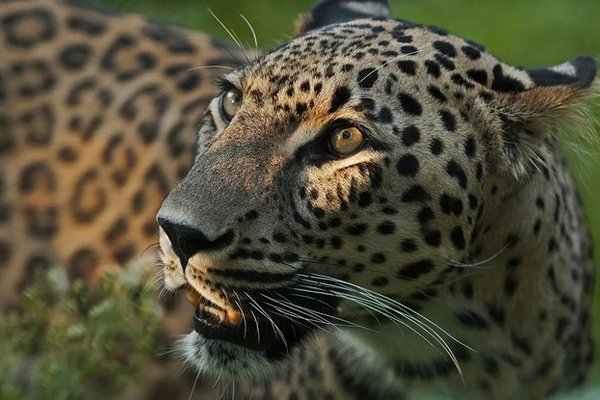 В Индии заметили "клубничного" леопарда - самого редкого хищника в мире (фото)