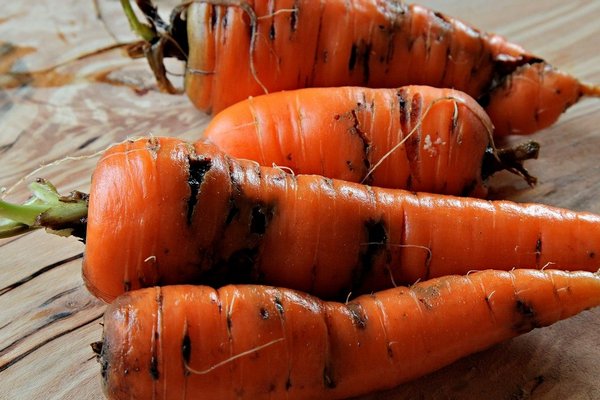 Вредители и болезни моркови