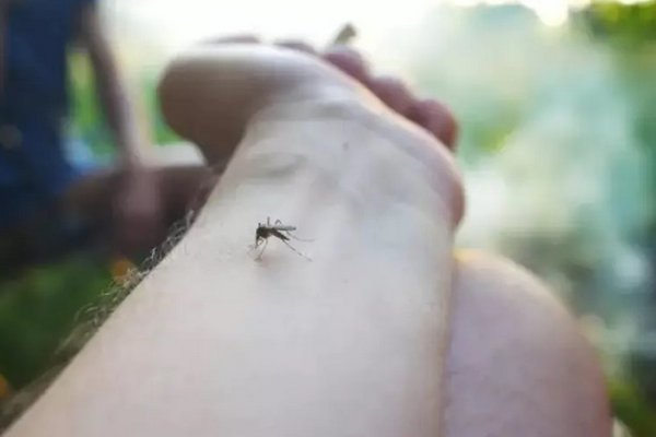 Виноват ваш "вкусный" запах: ученые выяснили, почему комары часто кусают людей