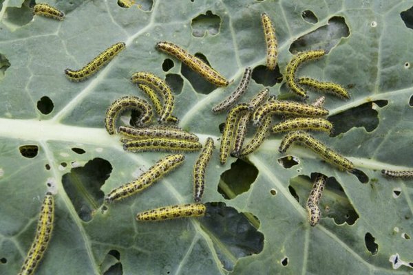 Как защитить капусту от гусениц: помогут два простых средства, которые есть у каждого дачника