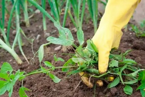 5 простых методов, как уничтожить сорняки на огороде