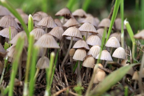 Ученые выяснили, как грибы могут помочь справиться с депрессией