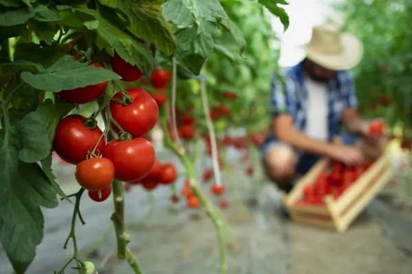Почернение томатов: чем обработать помидоры, чтобы избавиться от фитофторы