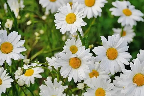 Чтобы добавить красоты: 5 цветов белого цвета, которые стоит посадить возле дома