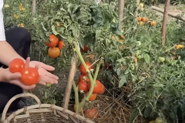 Как пикировать помидоры: простые секреты для здоровой рассады и хорошего урожая