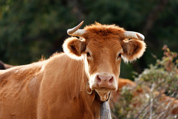 Корова с отрезанным языком