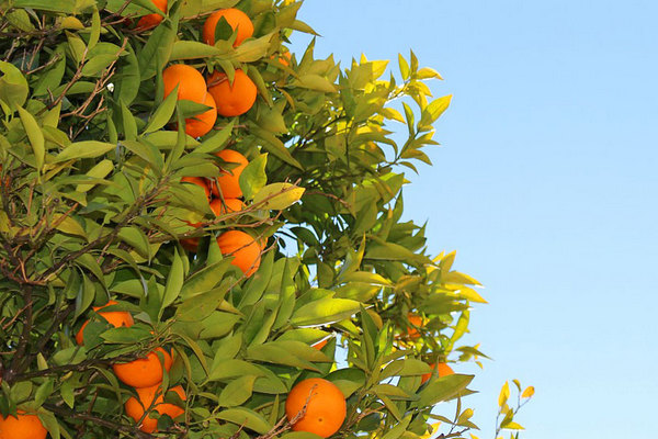 Притча Пу Сунлин. Апельсиновое дерево