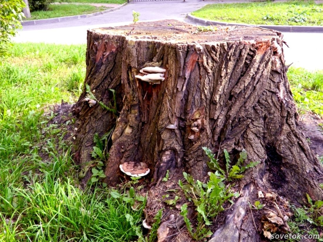 ​Как удалить пень дерева