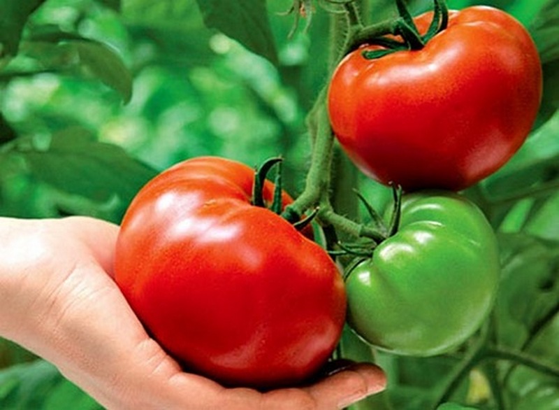 Как получить по 50-60 помидоров с каждого куста