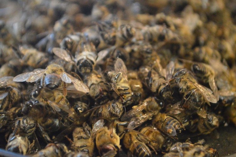 Пчелиный подмор для улучшения жизненного тонуса