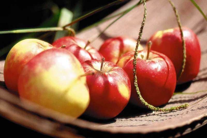 Какие сорта яблонь относятся к летним