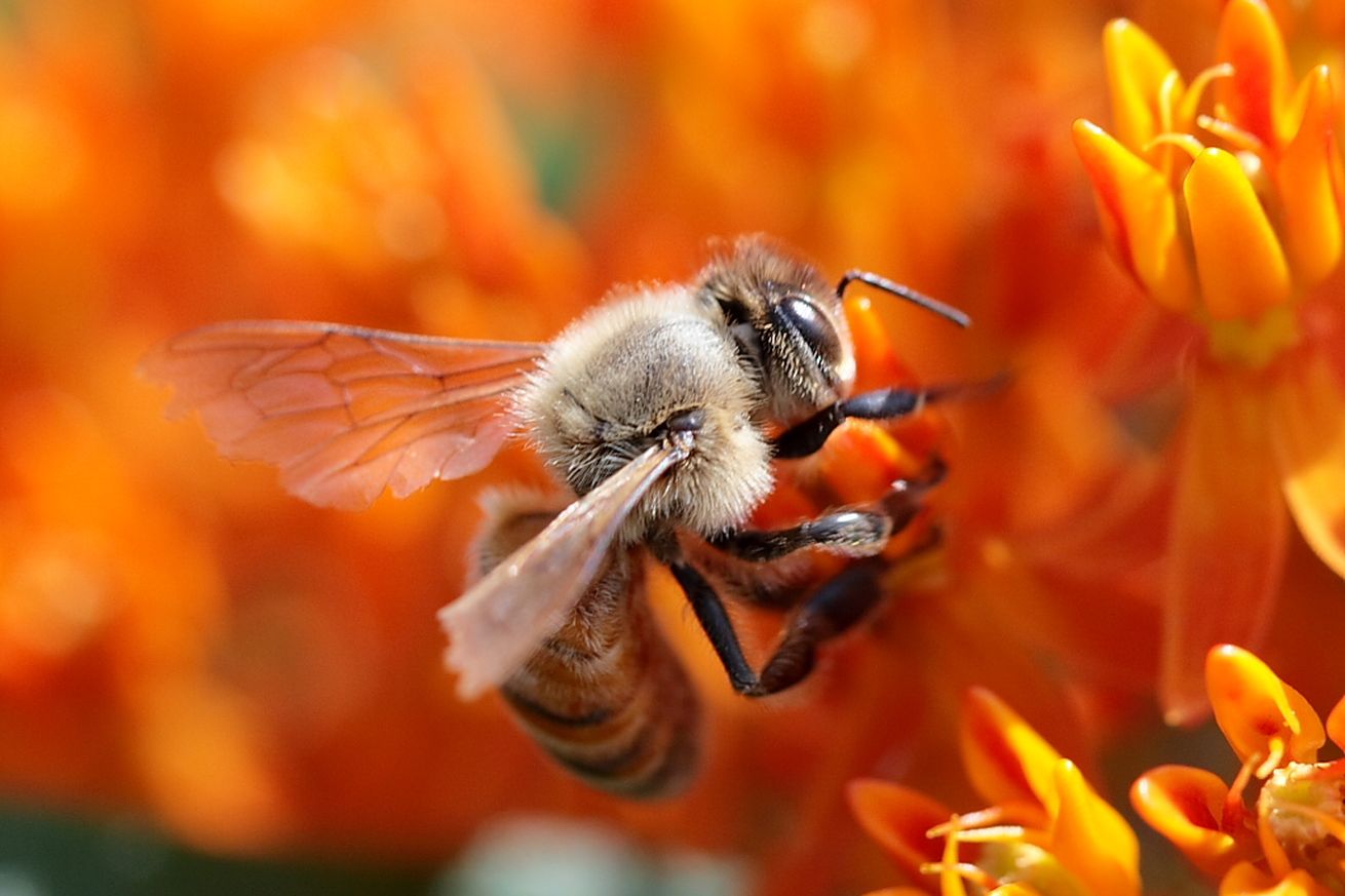 Какие нужды пищевые добавки для пчел?